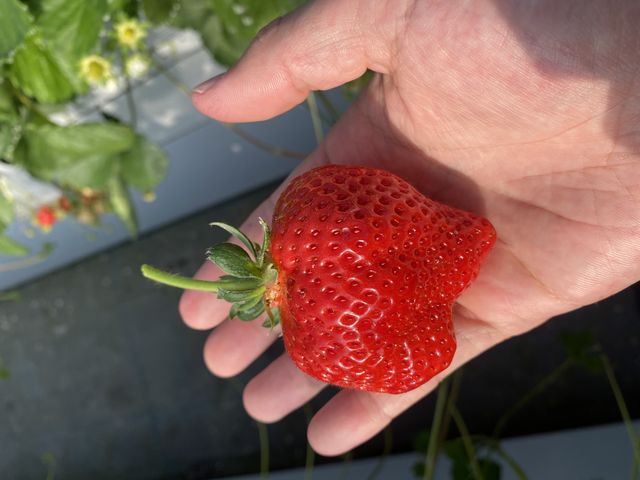 ���������S�c�S�c���������������_�}�G�����t�@�[��