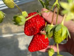 ͂ȂႻ̕όAOXl΂ւ̓eʐ^1