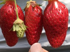 񂿂񂳂̏L_ւ̓eʐ^2