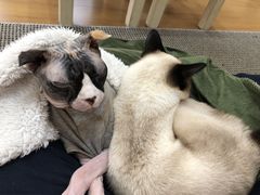 ܂҂̔LJtF@gtւ̓eʐ^1