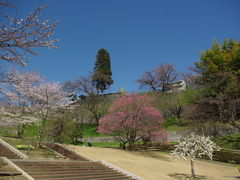 メタボ大王さんの扇町公園（長野県飯田市）への投稿写真1