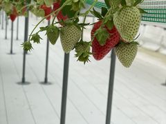 ̂肳݂̂΂BunBun@NXP̑匴산񂫔ւ̓eʐ^3