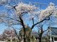 メタボ大王さんの大宮通りの桜並木への投稿写真2