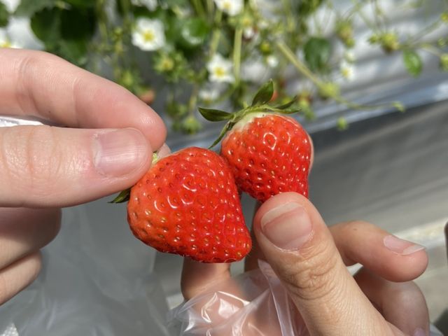 �����ق̂��ł��I_�ԍՂ������̒J