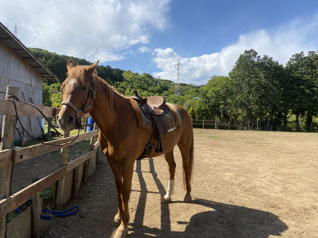 ��n�̃G�������_HORSE BASE