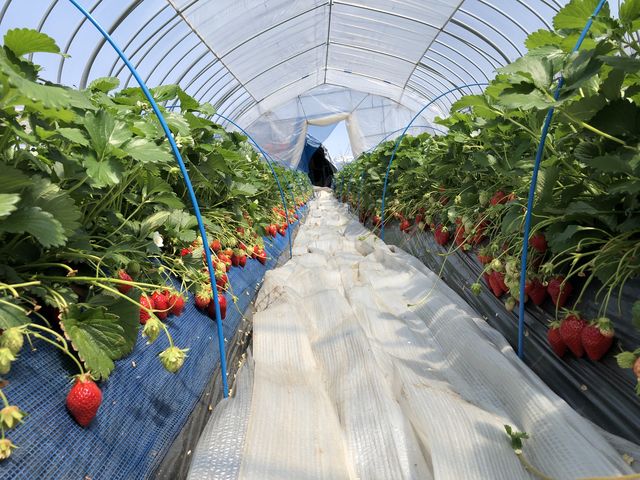 �ǂ̗�������ς��̃C�`�S�I_䕉����߃n�E�X