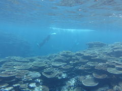 ܂̏SҐXNEOMARINEΊ_ւ̓eʐ^1