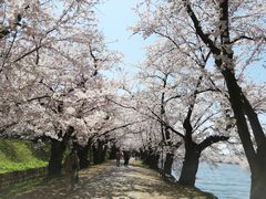 弘前公園の桜の口コミ一覧 じゃらんnet