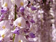 yu�]cyan����̍��g�c�̓��̓��e�ʐ^1