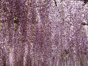 yu�]cyan����̍��g�c�̓��̓��e�ʐ^1