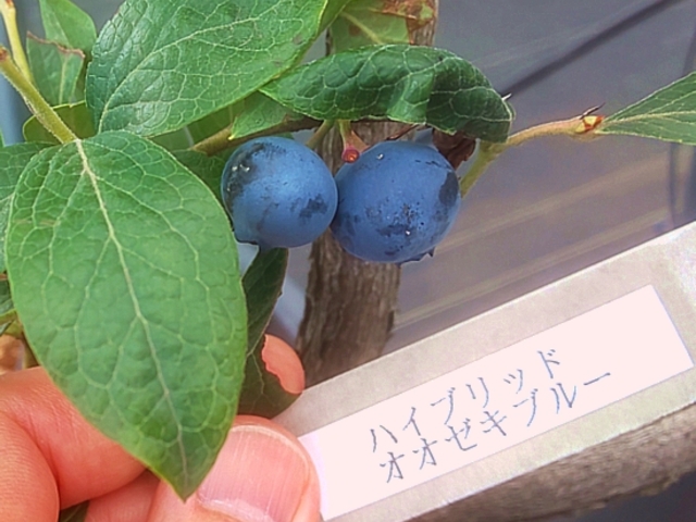 �Ƒ��ŋx�݂Ȃ���F�X�H�ׂāA��Ԃ̂��C�ɓ���́A�����ł��Â��Ǝ_���̃o�����X�̗ǂ��I�I�[�L�u���[�B_���͌��~���R�u���[�x���[��艀