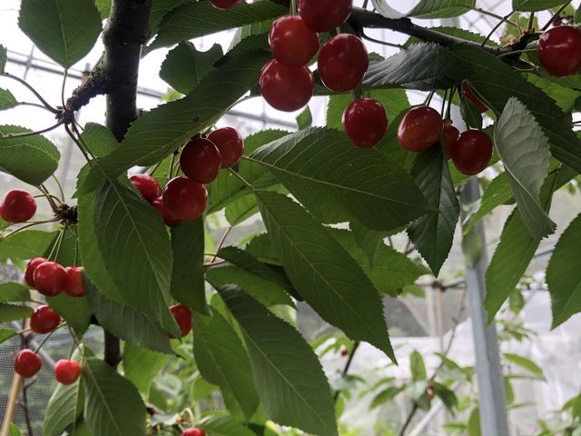 �H�ו���ł�_����_��