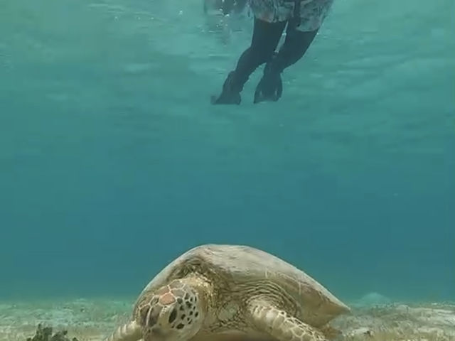 �K�C�h���񂪐����ē�����B���Ă���܂���_�V���m�[�P���c�A�[�@��`��