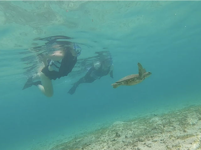 2�l�Q���Ȃ̂ŁA2�l�ꏏ�{�E�~�K������Ƃ̉f���͋M�d�ł�_�V���m�[�P���c�A�[�@��`��