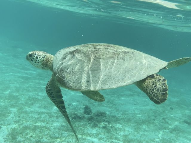 �����ŎB�����E�~�K������B�{�X�݂����ɁA�P�^�Ⴂ�̑傫���E�F�E�b���̔N�G�ł���_�V���m�[�P���c�A�[�@��`��