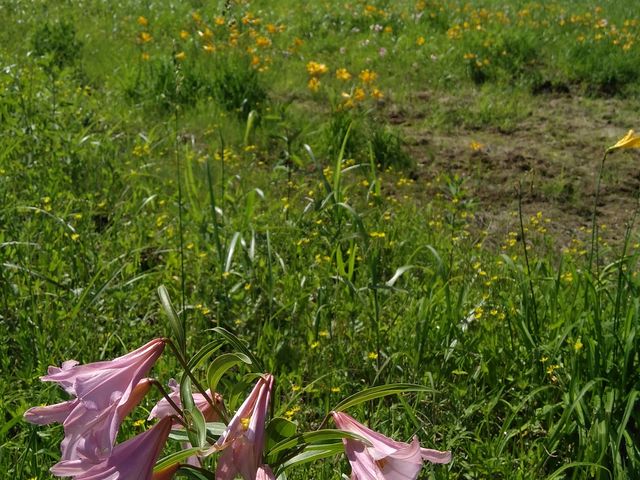 Ƃ݂񂳂̉Í싽XL[̓eʐ^2