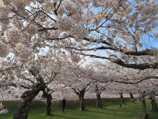 �����ȍ�����_�ܗŊs����