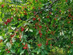 ܂񂳂̐Mقւ̓eʐ^1