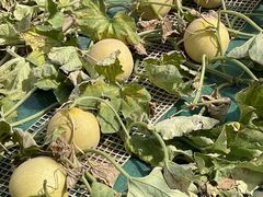 フォレストパーク メロンの森 予約 アクセス 割引クーポン じゃらんnet