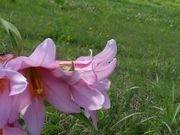 Ƃ݂񂳂̉Í싽XL[̓eʐ^1