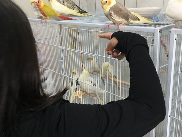 ���ɂ���ɂ������ɂ̂��Ă��Ă���܂�_MIRAI-UP Bird+