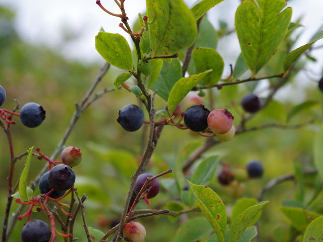 nʎÂI_y_ɂȂ݂̗ό_