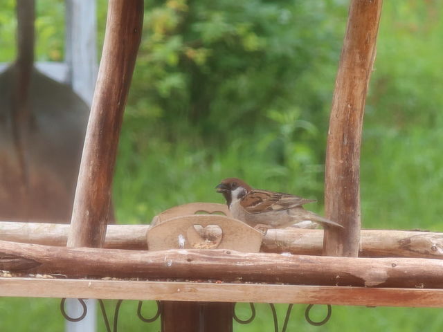 ̓XY_Farm restaurant Cuore