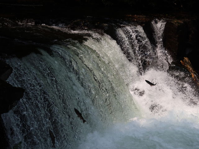 �R�C�����W�����v�I_������̑�