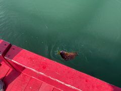 ���[���񂳂�̊���ό��v���b�g�t�H�[���ւ̓��e�ʐ^1