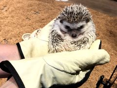 ハリネズミは夜行性 - HARRY横浜店のクチコミ - じゃらんnet