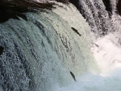 yosshyさんのさくらの滝の投稿写真2
