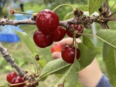 Ƃ̂Ƃ݂t[cK[fւ̓eʐ^1