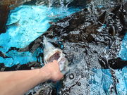 yosshy̕WÃT[ȊwفiTP̐فj̓eʐ^3