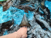 yosshy̕WÃT[ȊwفiTP̐فj̓eʐ^4