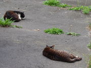 yosshỹz[Ă ̓eʐ^4