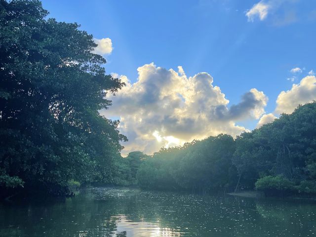 初マングローブ!_OHCUS石垣島