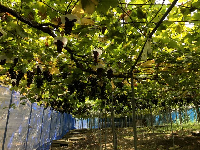 �S��_�����_��(�����s�ό��Ԃǂ��Z���^�[�����x��)