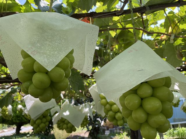 �����ł���_��É�