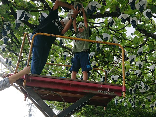 �x���[A�̎��n_�É��b�ʉ�