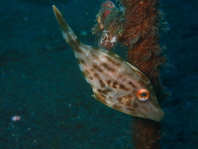 �E�}�d���n�M_�k�C���_�C�r���O�V���b�v Poseidon