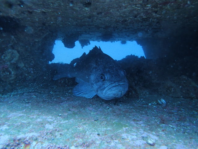 ���������ɂ݂��\�C�ł��I�I_�k�C���_�C�r���O�V���b�v Poseidon