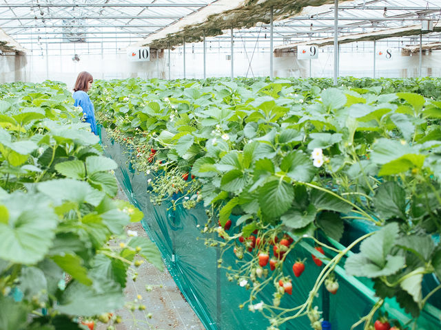 �t���[�c�p�[�N����_�ߐ{�݂�т̗� �t���[�c�p�[�N�X�̕�