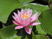 ͒jN̖t@iڂ񎛁j̓eʐ^1