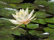 �͒j�N����̖�t�@�i�ڂ��񎛁j�̓��e�ʐ^3