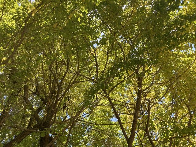 ���t�Ɛ�_���p�̃I�I�C�`���E