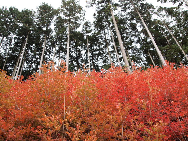 �h�E�_���c�c�W�Ɛ��̃R���{_�ێR�ω���