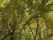 Ƃ񂳂̍p̃IIC`E̓eʐ^1