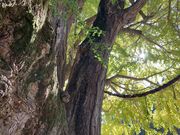 Ƃ񂳂̍p̃IIC`E̓eʐ^2