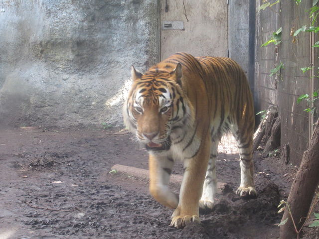 �A���[���g��_���R������