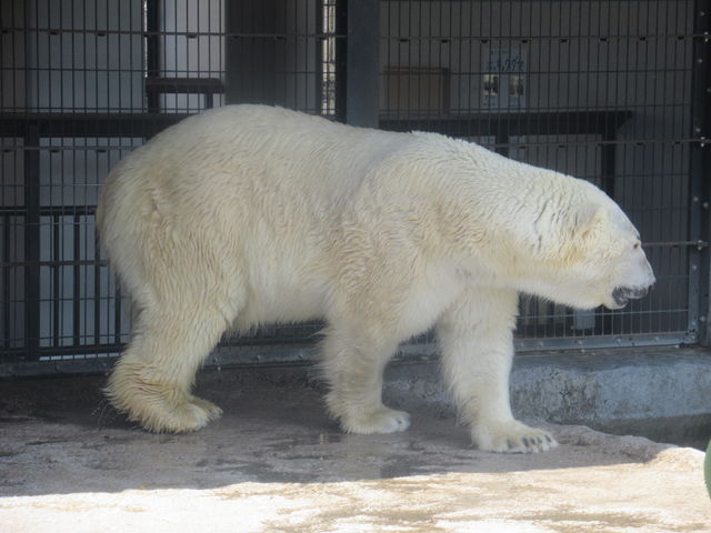 �z�b�L���N�O�}_���R������